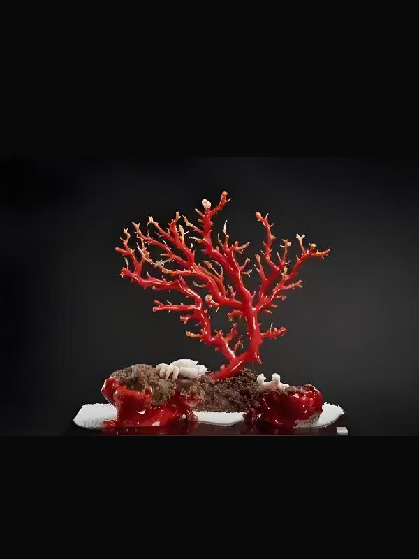 红珊瑚成长速度